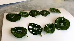The recommended steps for using drawtify to make greeting cards are as follows: Leaf Crafts How To Make A Simple Homemade Card From Leaves Youtube