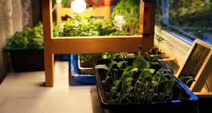 Maybe you would like to learn more about one of these? Grow Light Guidelines For Getting Seeds Started My Garden Life