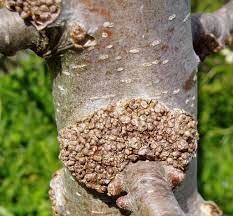 It is a fungus that primarily affects trees in areas that have high humidity. Apple Tree Disease Apples Forum At Permies