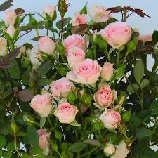 Katrun, i actually saw the weeping rose tree there first and that's when i fell in love with it, but i checked do you guys not have any independent garden centers near you? Tree Rose Roses At Lowes Com