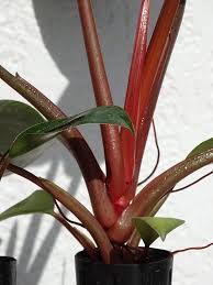 They grow tight to the center (with a single base) with a more upright and neater rather than spreading growth habit. Philodendron Rojo Congo Plant Urban Perennials