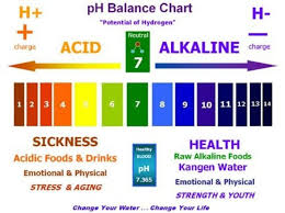 list of alkaline foods the ph balanced diet in5d