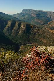 Image result for Syzygium komatiense