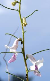 Image result for Sesamum calycinum