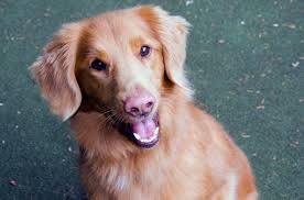 Today it still remains to be a rare dog in the us and is ranked 99th most popular registered breed by the akc. Nova Scotia Duck Tolling Retriever Dog Training Nation