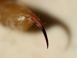 They're light tan with a. Scorpion Sting Wikipedia