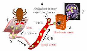 Enjoy the videos and music that you love, upload original content and share it all with friends, family and the world on youtube. Schematic Drawing Of The Steps During Tbe Virus Infection 1 Tbe Download Scientific Diagram