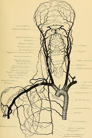 The vertebral arteries are located in the back of the neck near the spine and cannot be felt on physical exam. Arteries In The Neck The Carotid Arterial System Lecturio