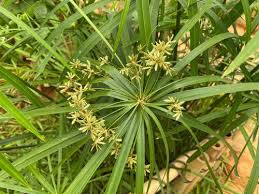 Image result for Cyperus sp.no.4