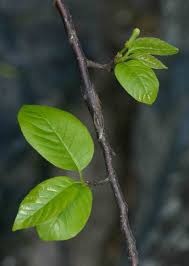 Image result for Turraea floribunda