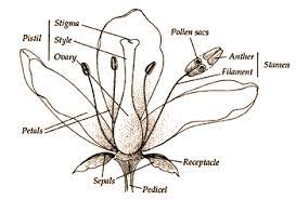 Flowers For Parts Of A Rose Flower Diagram Rose Flower Flowers Petals