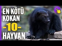 En Kotu Kokan 10 Hayvan Hayvanlar Alemi Aklinda Olsun Youtube