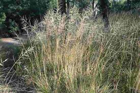 Image result for Eragrostis curvula