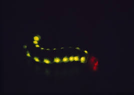 Bioluminescent Insects Bugs That Get Confused With Fireflies Firefly Org