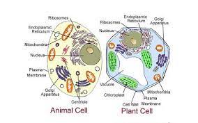 Pin By Sandhya Thakur On Dog Eyes Plant And Animal Cells Animal Cell Plant Cell