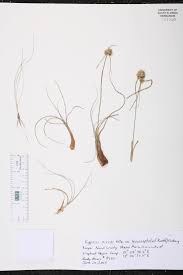 Image result for Cyperus niveus