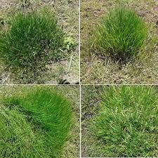 Image result for Acroceras macrum