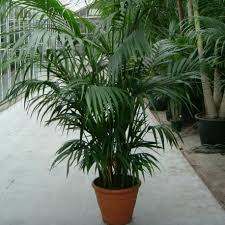 Dans cette vidéo, nous vous donnons. Graines Palmierkentia Howea Forsteriana