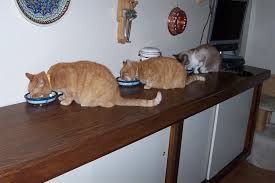 A cat feeding schedule chart will help you stay on schedule with mealtimes. Choosing A Cat Food The Old Farmer S Almanac