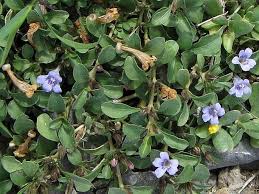 Image result for Dyschoriste radicans