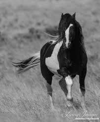 Black And White Mustang Horse For Sale Pin By Dian Matthews On Mustang Horses Horses Wild Horses Photography Wild Horses