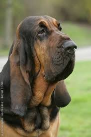 Black And Tan Bloodhound Puppy Bloodhound Bloodhound Dogs Bloodhound Puppies Bloodhound