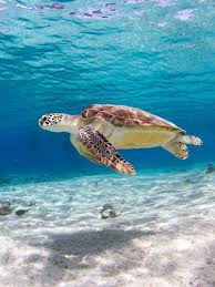 Image result for sea