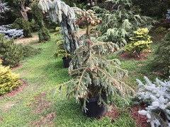 Check spelling or type a new query. Browning Branches On Picea Engelmannii Blue Magoo