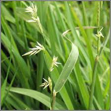 Image result for Glyceria fluitans