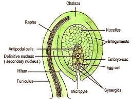 Describe With A Labelled Diagram Of A Typical Ovule Qs Study Biology Plants Plant Tissue Body Tissues