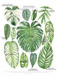 Jenis Jenis Pokok Monstera Lagi Koyak Lagi Mahal Betul Ke Kebun Kecil Tanaman Indoor Tanaman Hias Daun