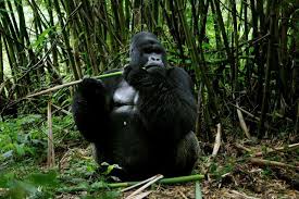 Close To Extinction Critically Endangered Animals May 24 2018 Mountain Gorilla Found In Forests High In The M Animal Species Endangered Animals Animals