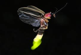 نتیجه جستجوی لغت [fireflies] در گوگل