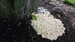 Maybe you would like to learn more about one of these? Help What Is This Gross Yellow Foamy Spongy Stuff