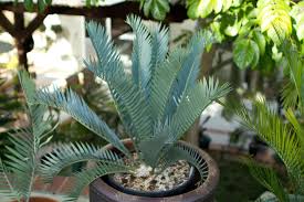 Image result for Encephalartos ngoyanus