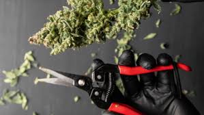Auf facebook teilen in messenger teilen auf twitter teilen in whatsapp. Wie Man Cannabispflanzen Drinnen Erntet Ein Leitfaden Fur Anfanger