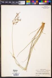 Image result for Fimbristylis complanata