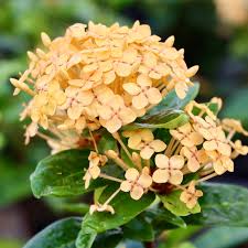 Image result for Ixora fastigiata