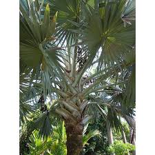 The bismarck palm tree, scientific name bismarckia nobilis, is one of the most desired fan palms in florida. Buy Silver Bismarck Palm Seeds Online Rarexoticseeds