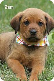 Find rottweiler puppies and breeders in your area and helpful rottweiler information. Glastonbury Ct Rottweiler Meet Sam A Pet For Adoption