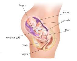 Pin On Human Biology