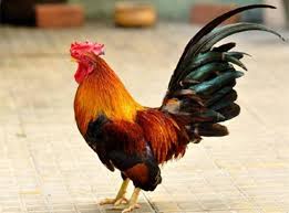 Gà vào nhà mang lại điềm gì cho gia chủ?