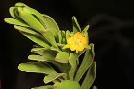 Image result for Surianaceae