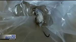 388 flinders lane, melbourne, australia. Mouse Nest In Hotel Room Youtube