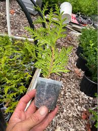 Image result for cuttings thujas