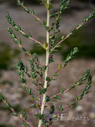 Image result for Caroxylon littoralis