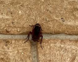 North brisbane pest control services. Pest Control North Brisbane All Corners Carpet Cleaning Pest Control