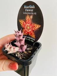 Image result for Euphorbia halipedicola