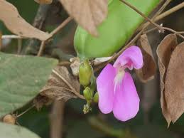 Image result for Canavalia gladiata