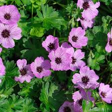 Zwerg Storchenschnabel Geranium Cinereum Ballerina In 2020 Winterharte Blumen Blumen Stauden Storchenschnabel